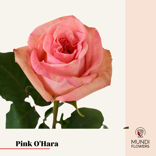 Pink O'Hara