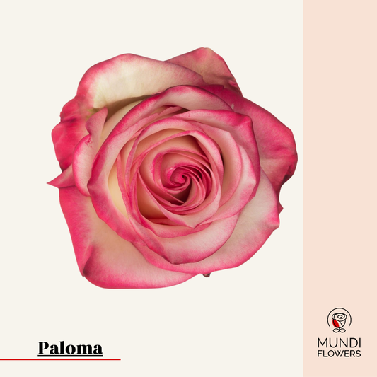 Paloma