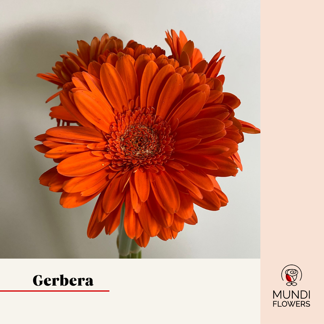 Gerbera