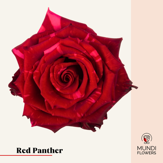 Red Phanter