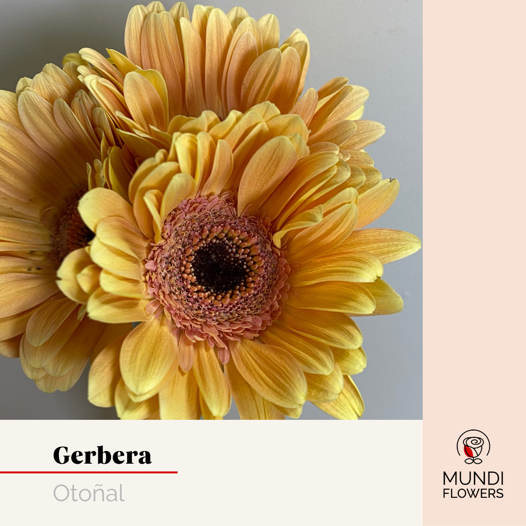 Gerbera