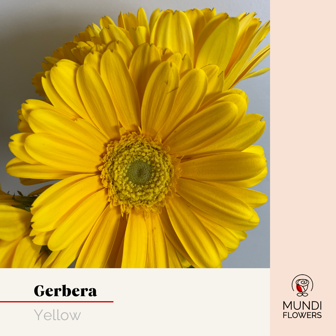 Gerbera