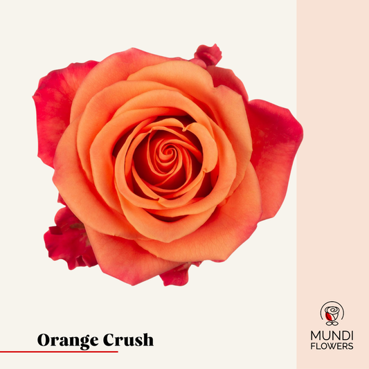 Orange Crush