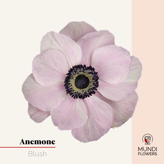 Anemone