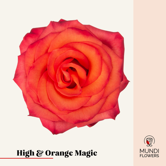 High & Orange Magic