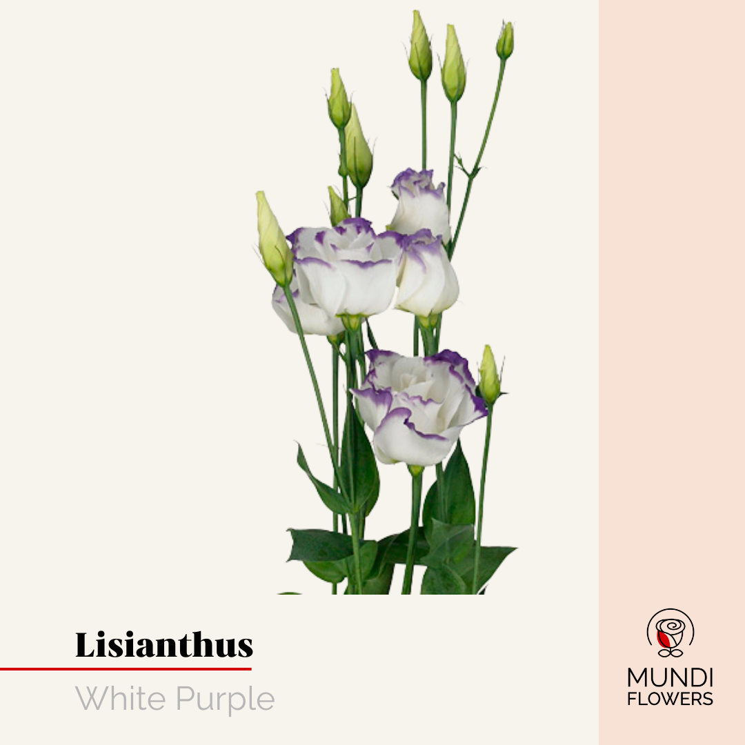 Lisianthus