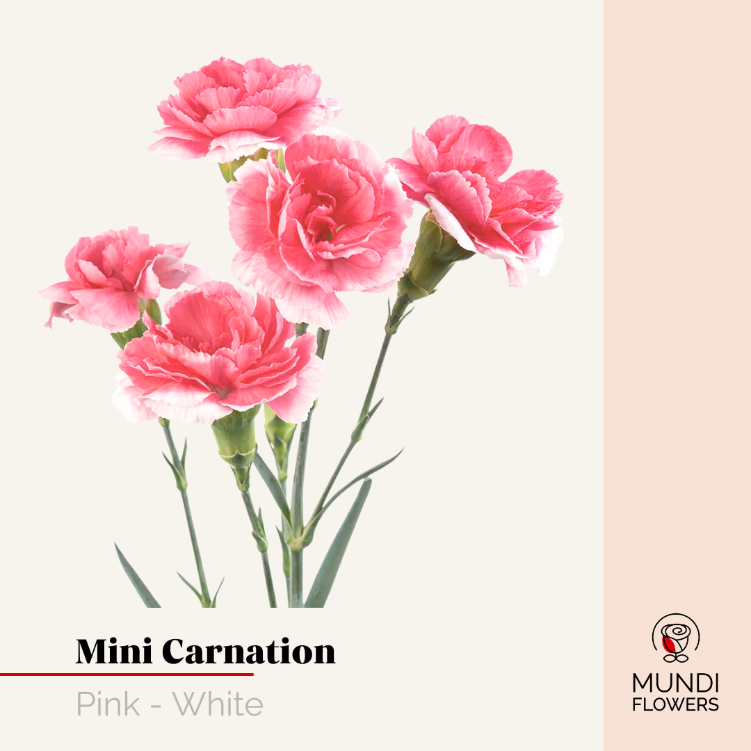 Minicarnations