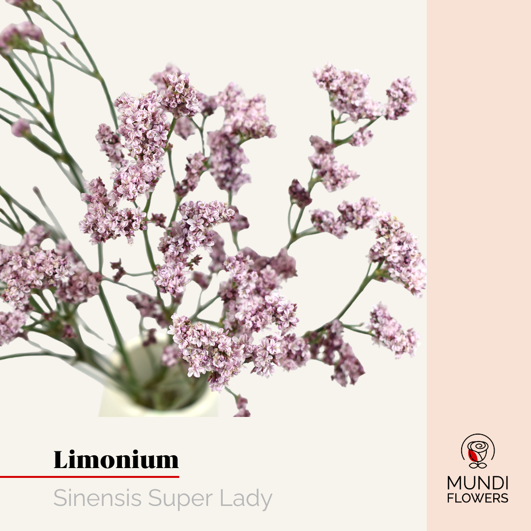 Limonium