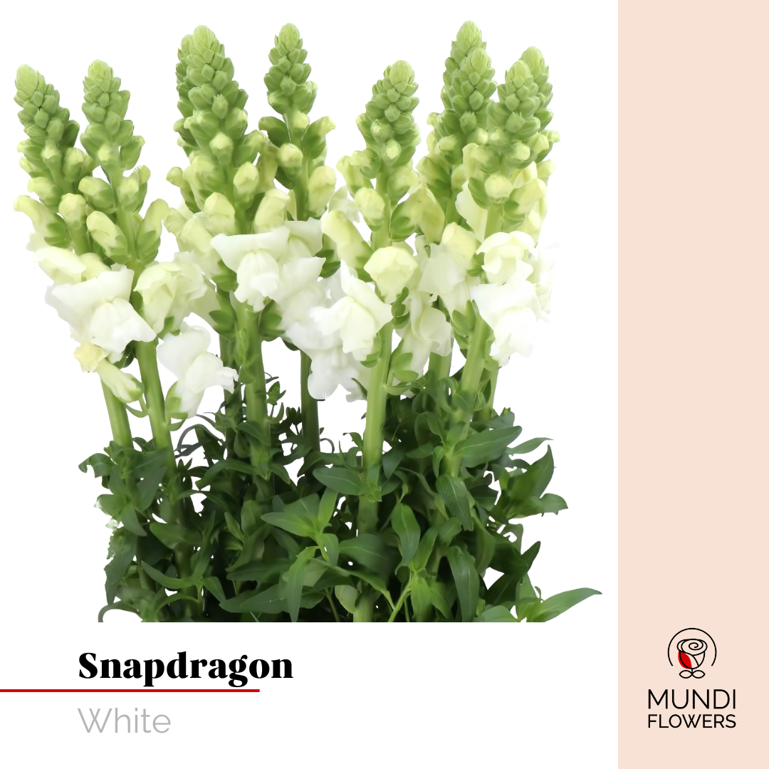 Snapdragon