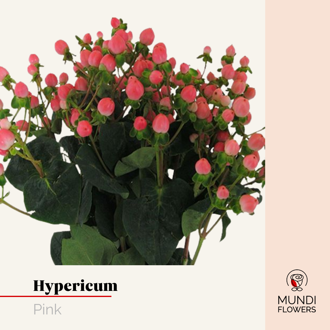 Hypericum