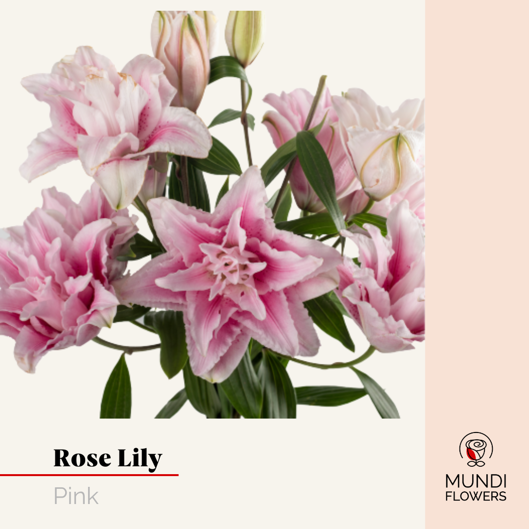 Oriental Lilie