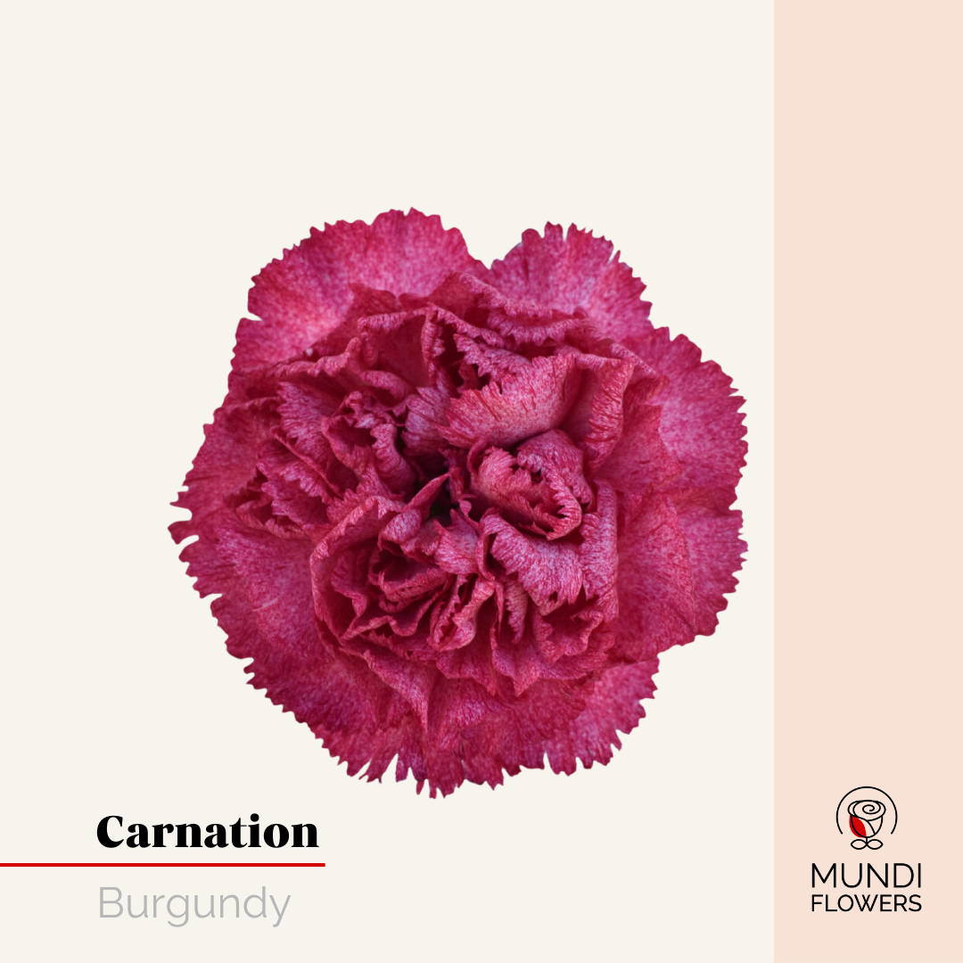 Carnations