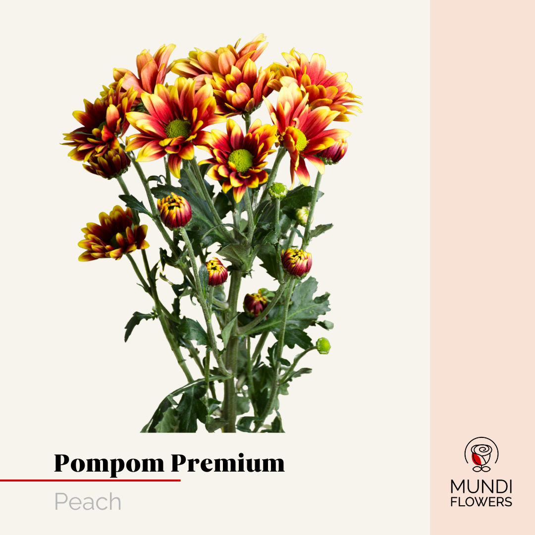 Pompom Premium