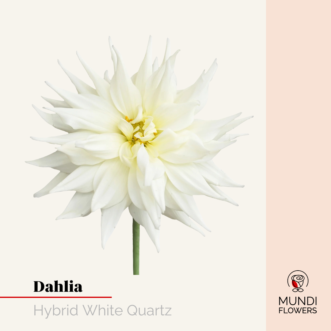 Dahlia