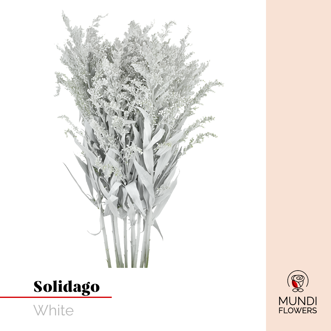 Solidago