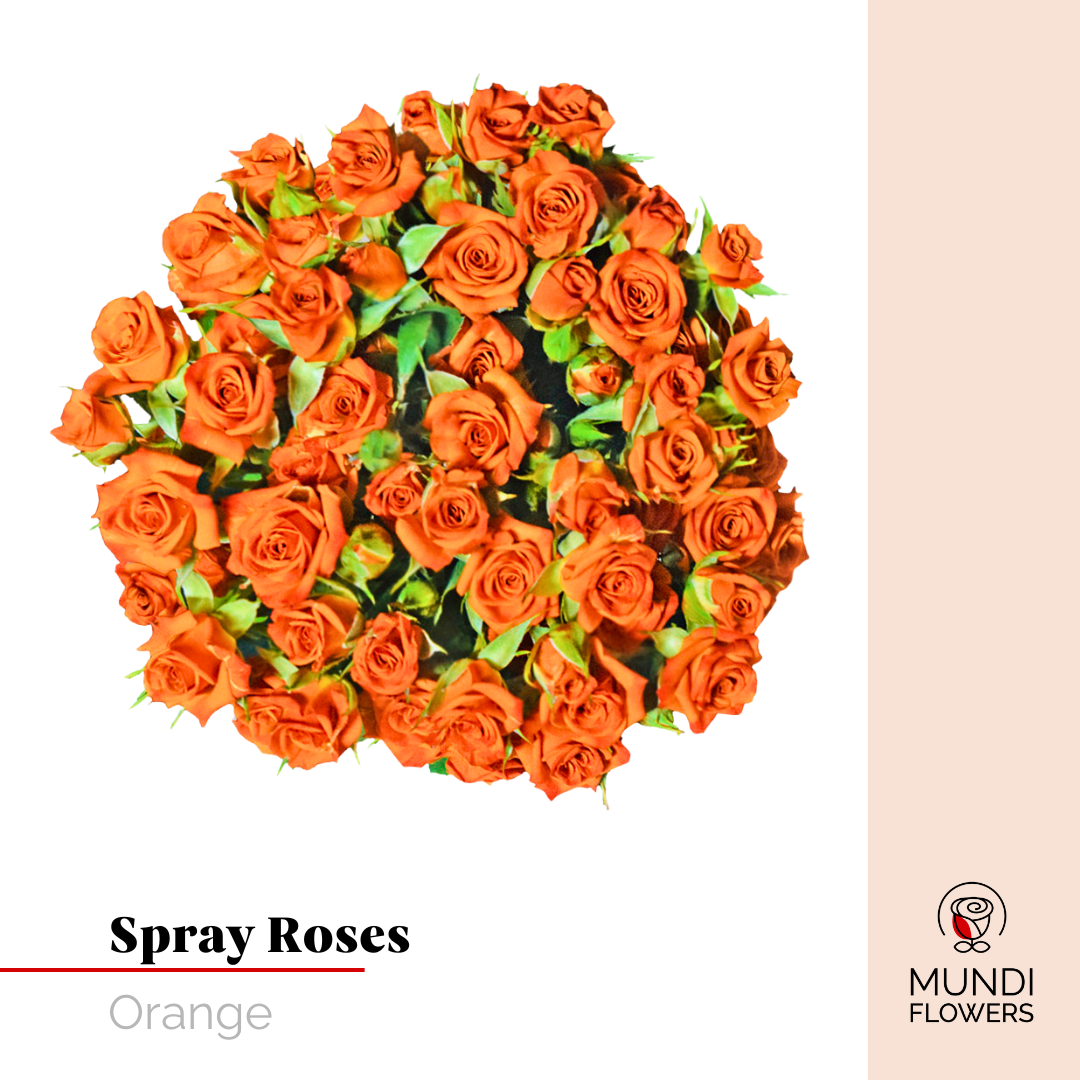 Spray Roses