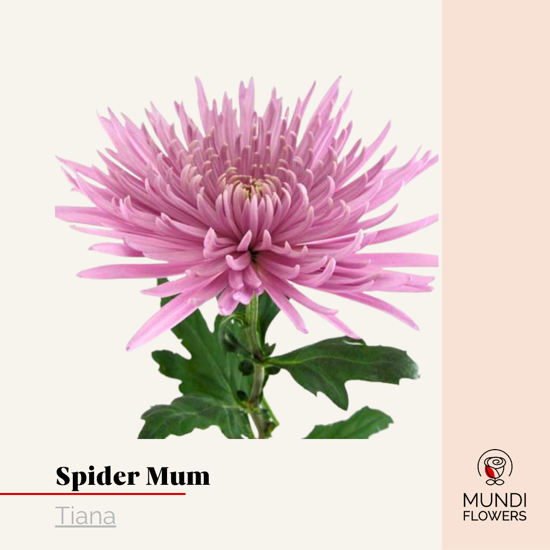 Spider Mum