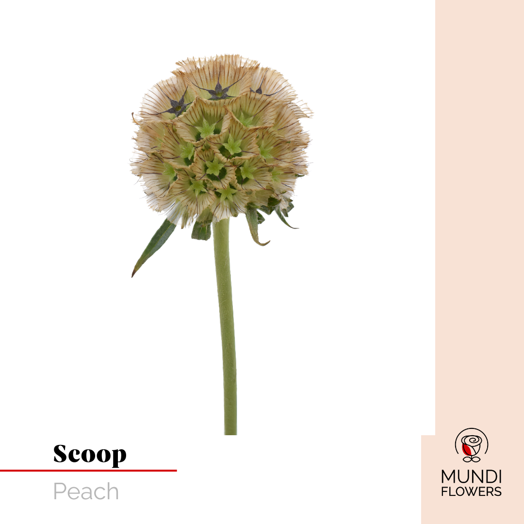 Scoops