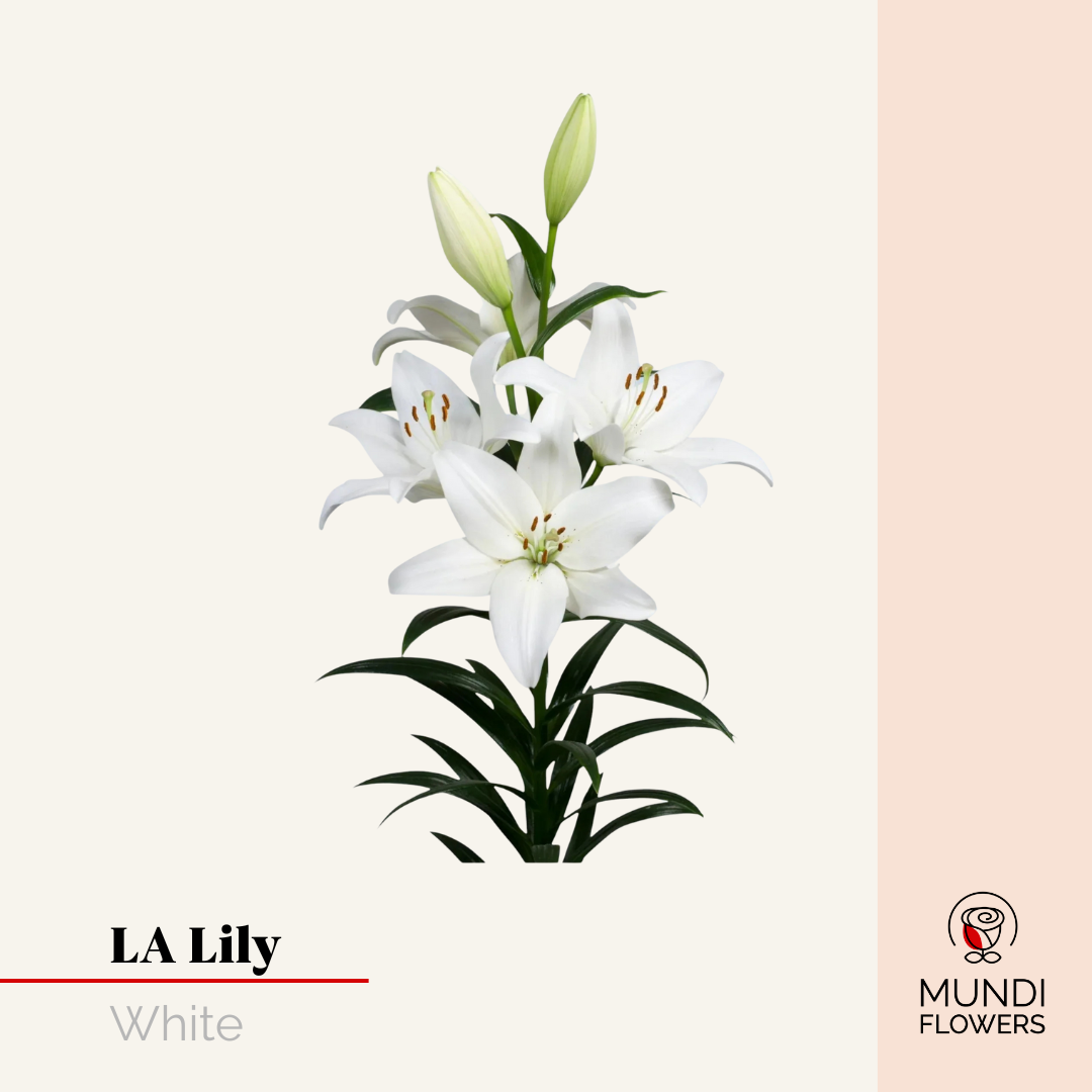 LA-Lilie