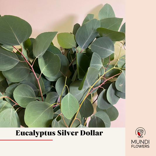 Eucalyptus Silver Dollar