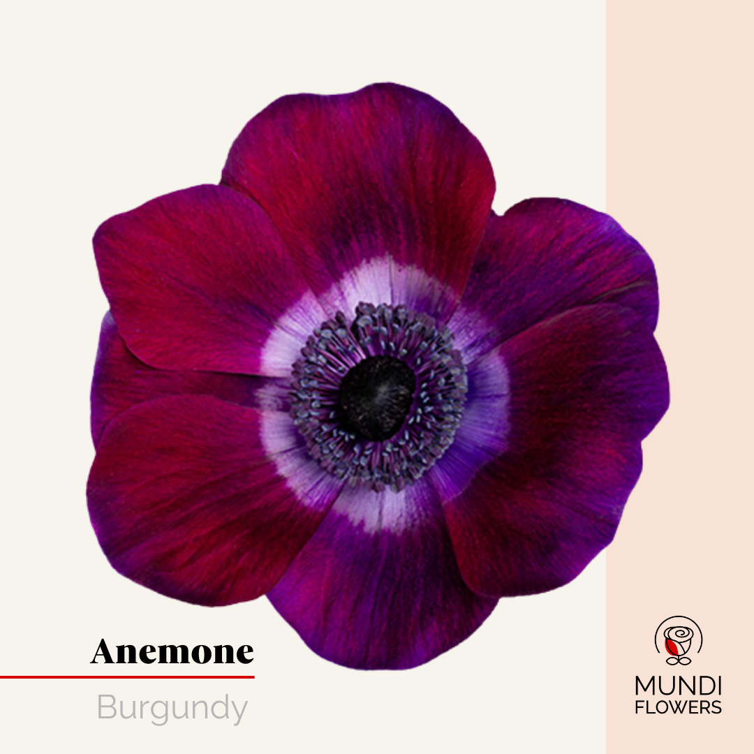 Anemone