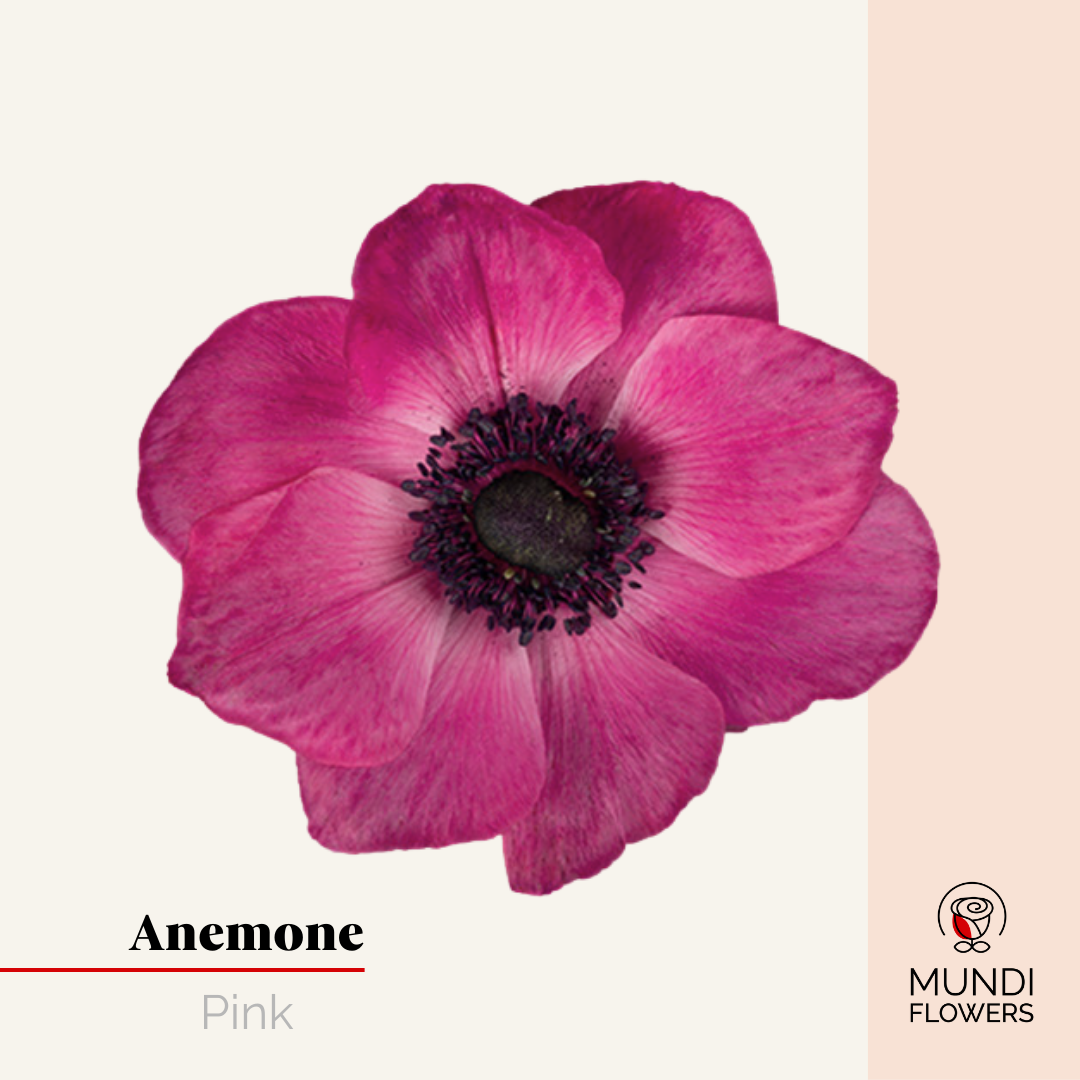Anemone
