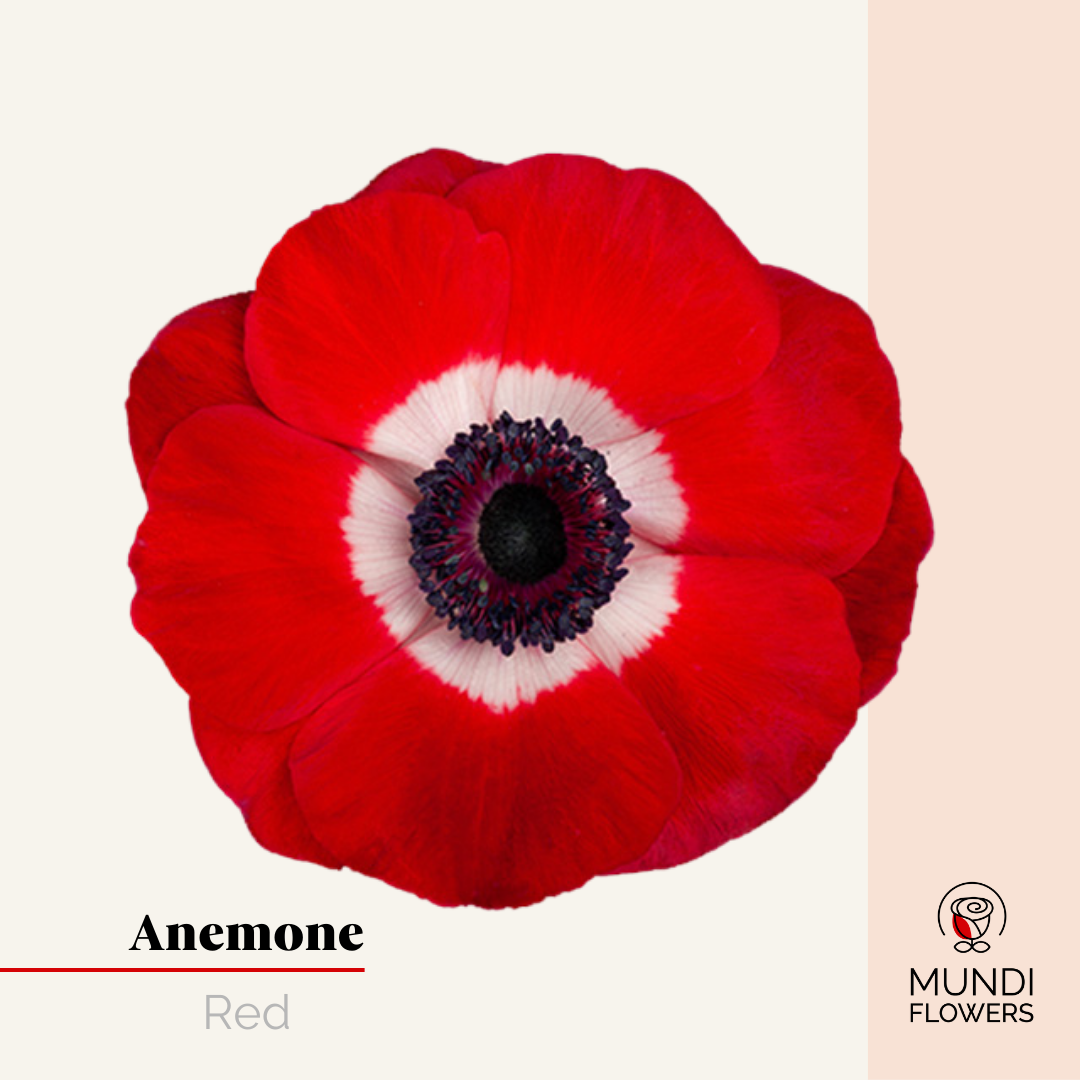 Anemone