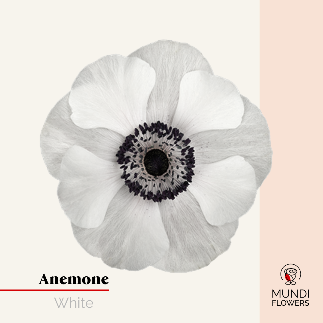 Anemone