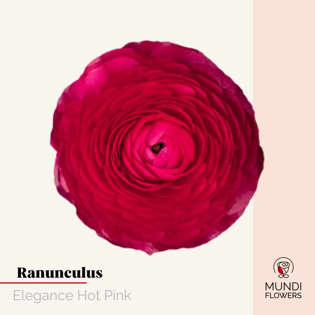 Ranunculus Elegance
