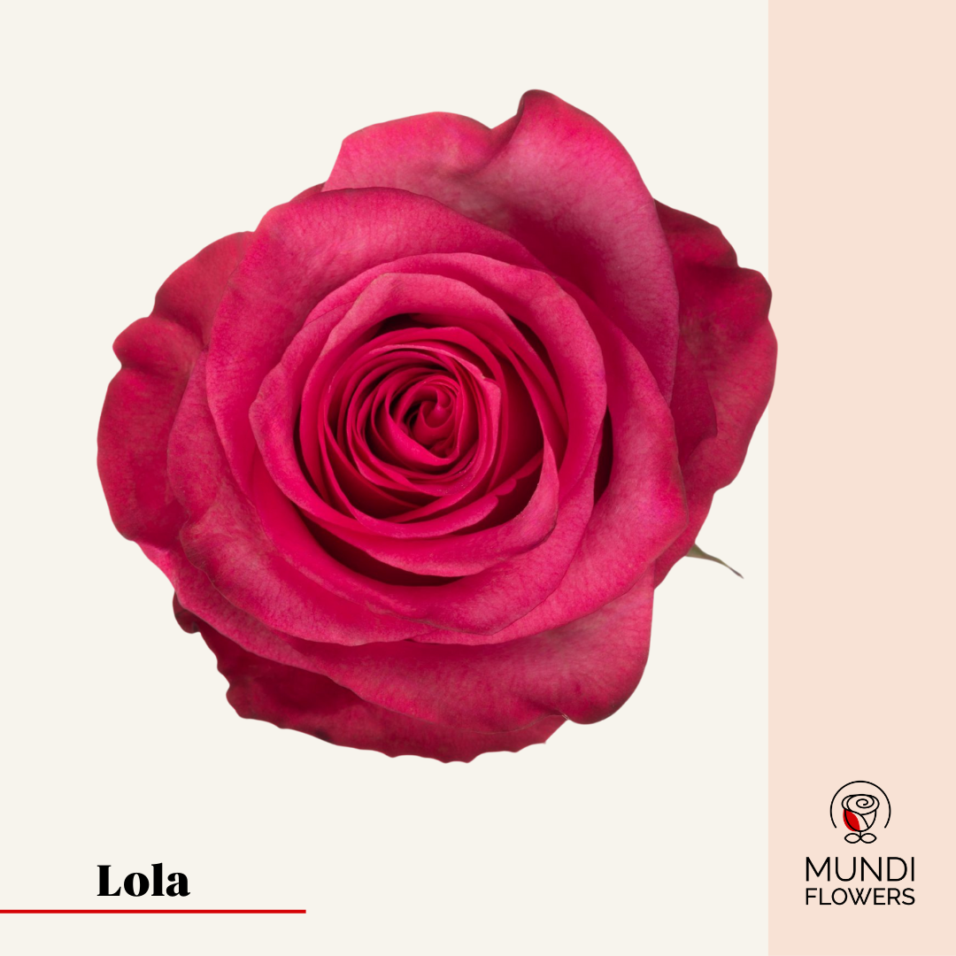 Lola