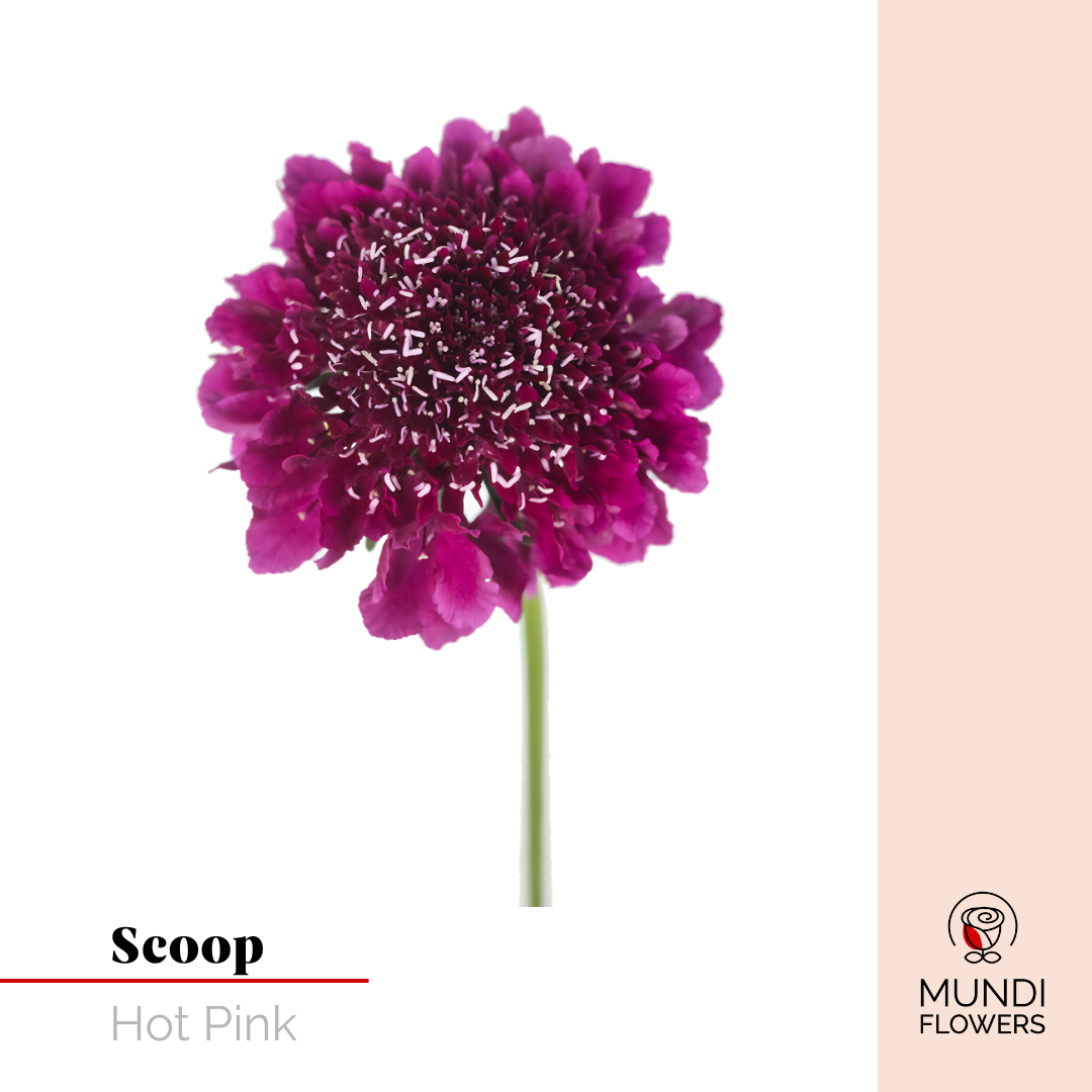 Scoops
