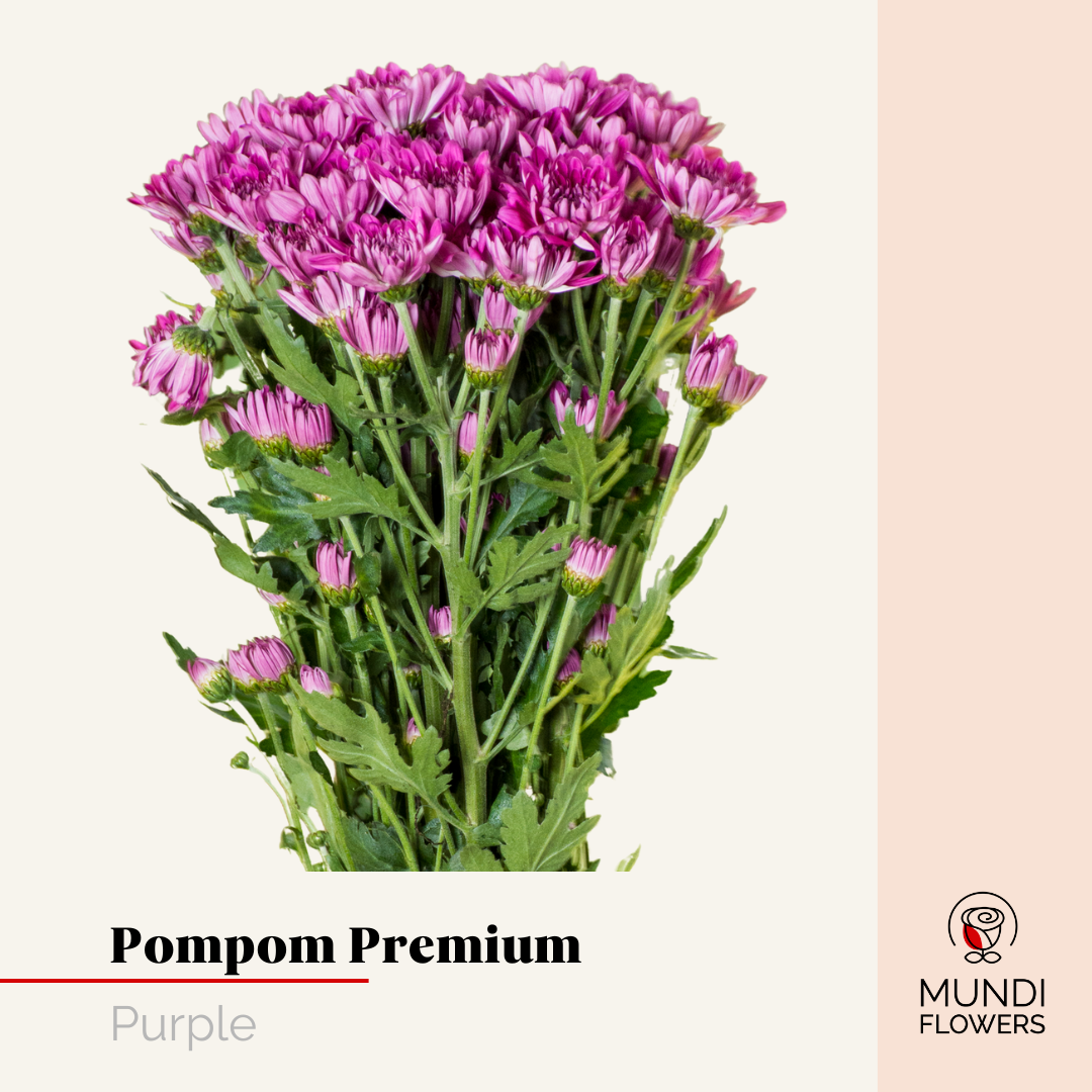 Pompom Premium