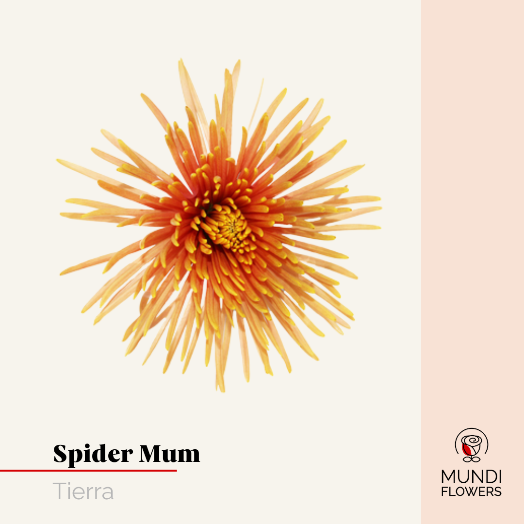 Spider Mum