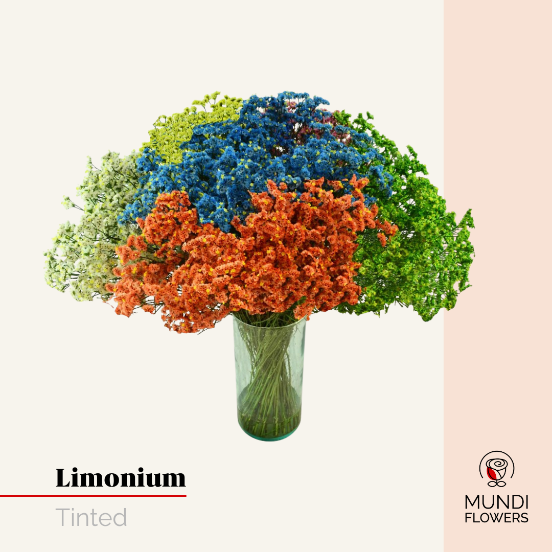 Limonium
