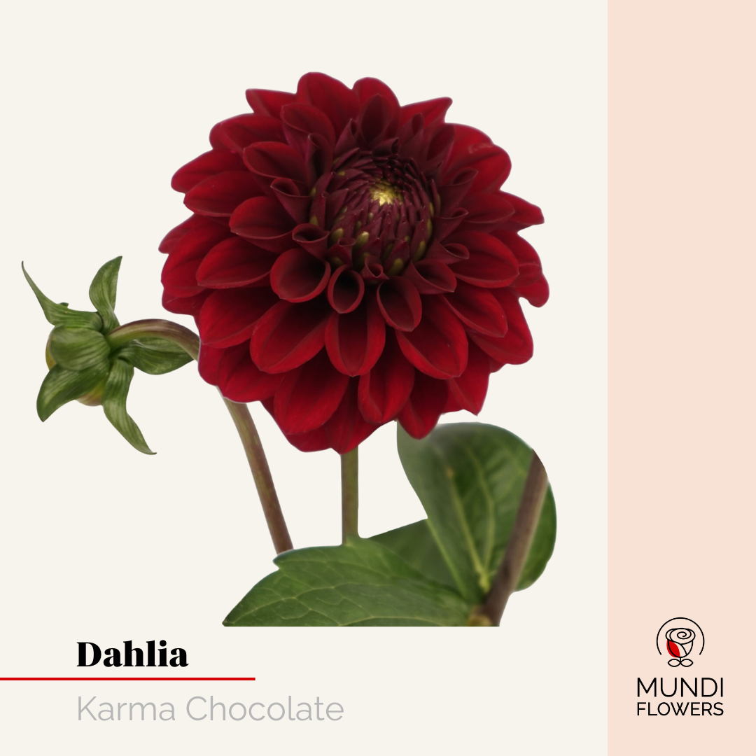 Dahlia