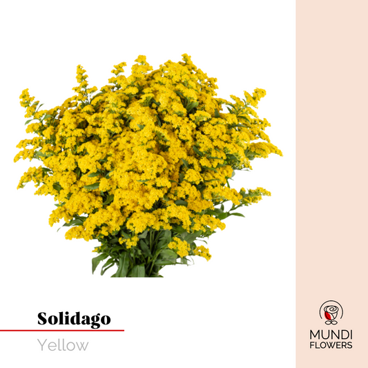 Solidago