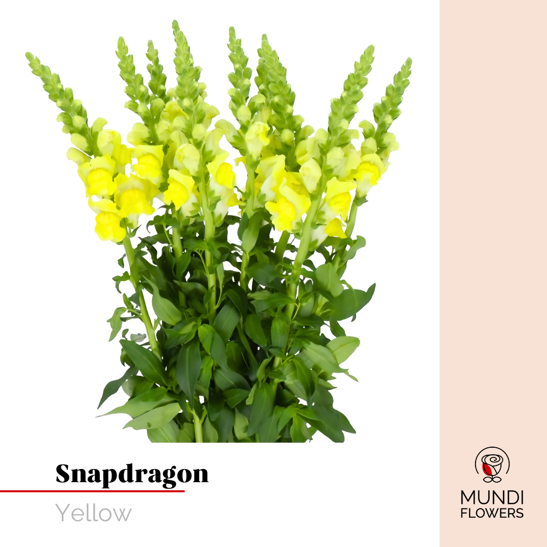 Snapdragon
