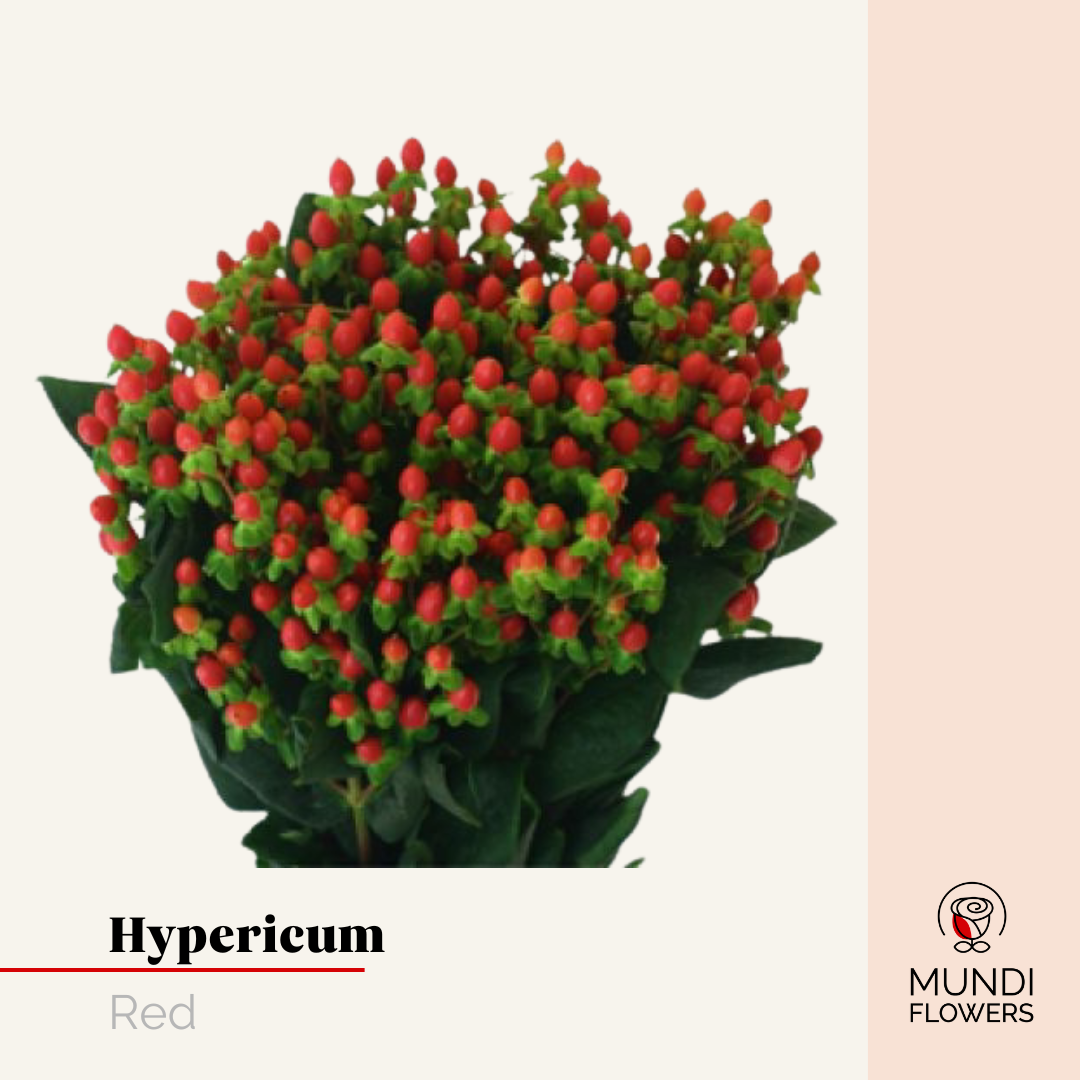 Hypericum