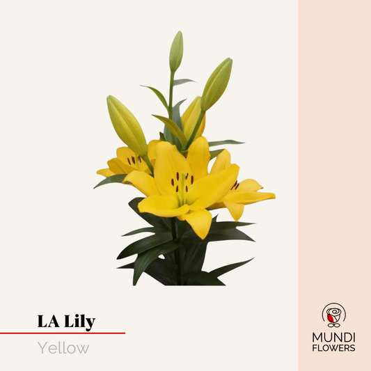 LA-Lilie