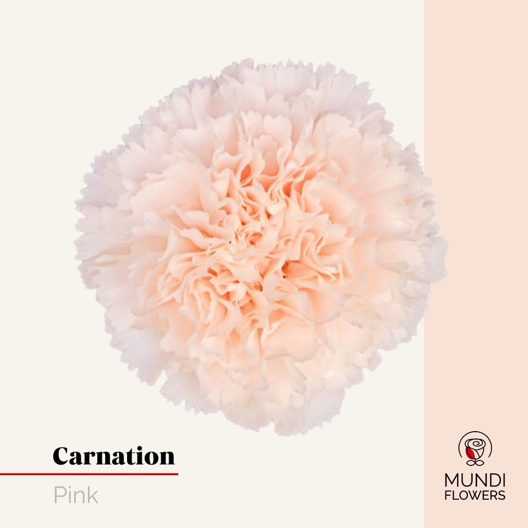Carnations