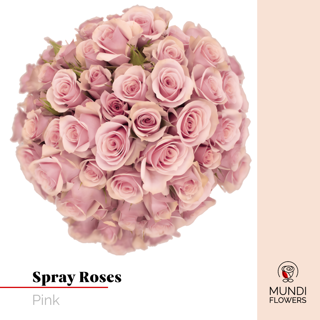 Spray Roses