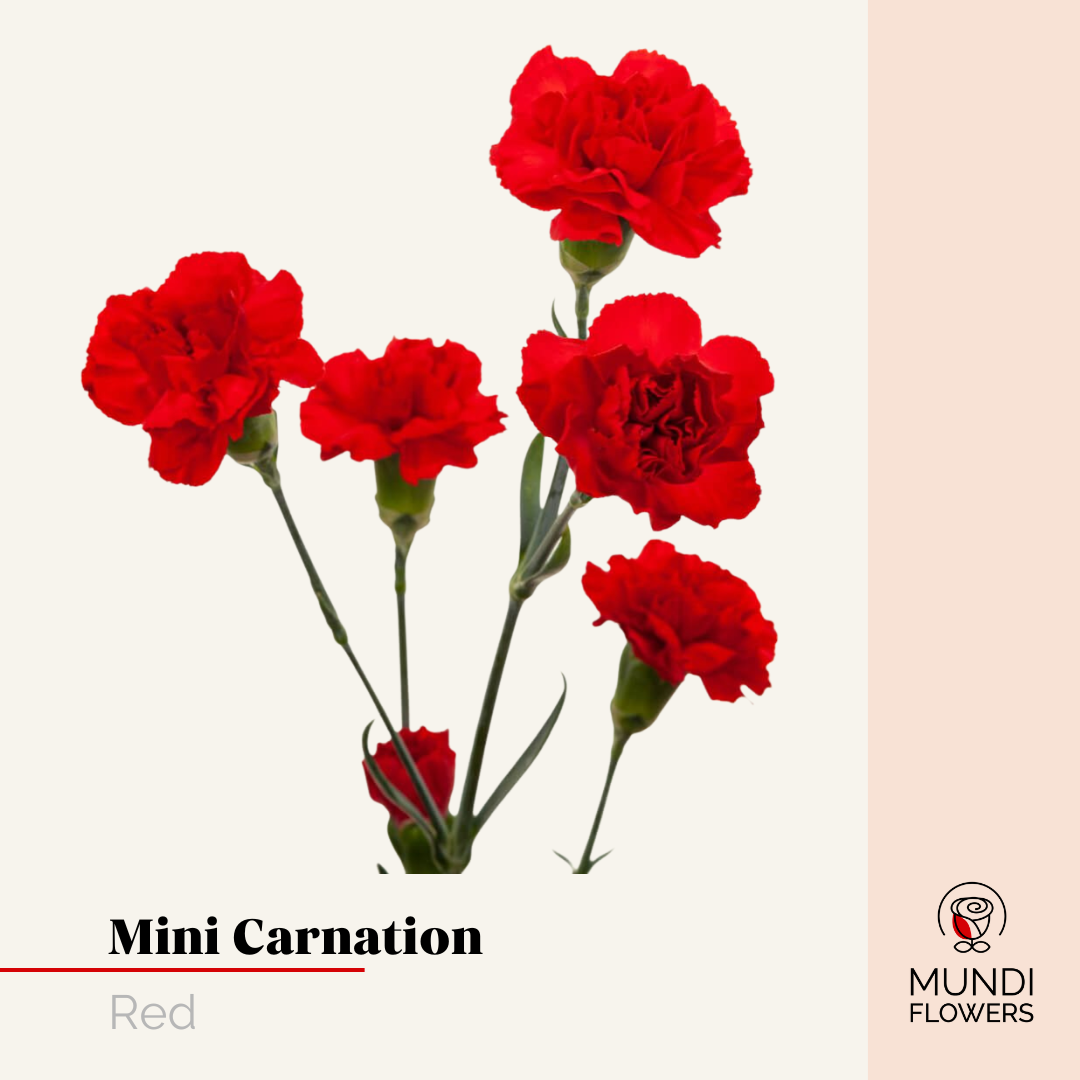 Minicarnations