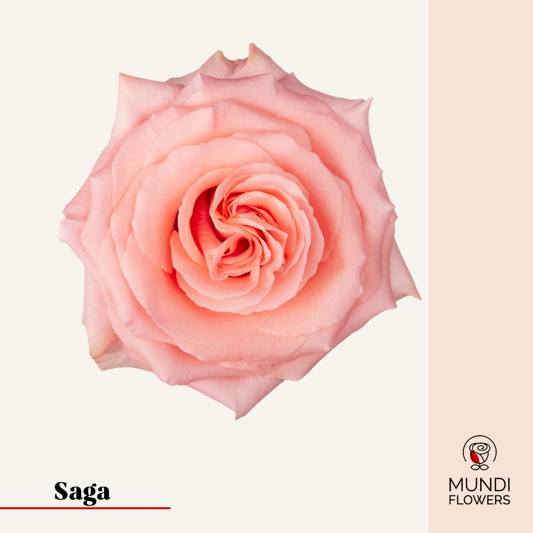 Saga