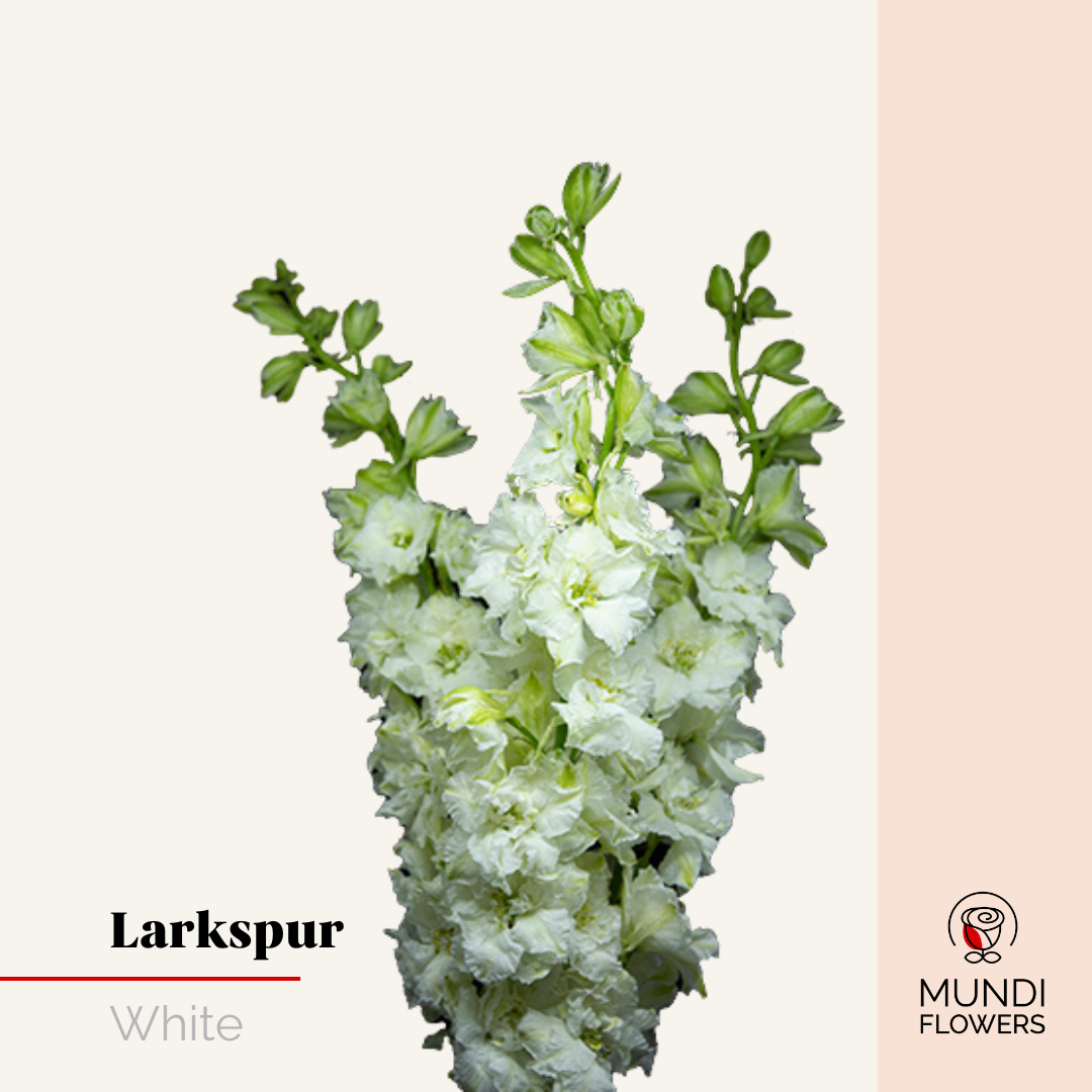 Larkspur