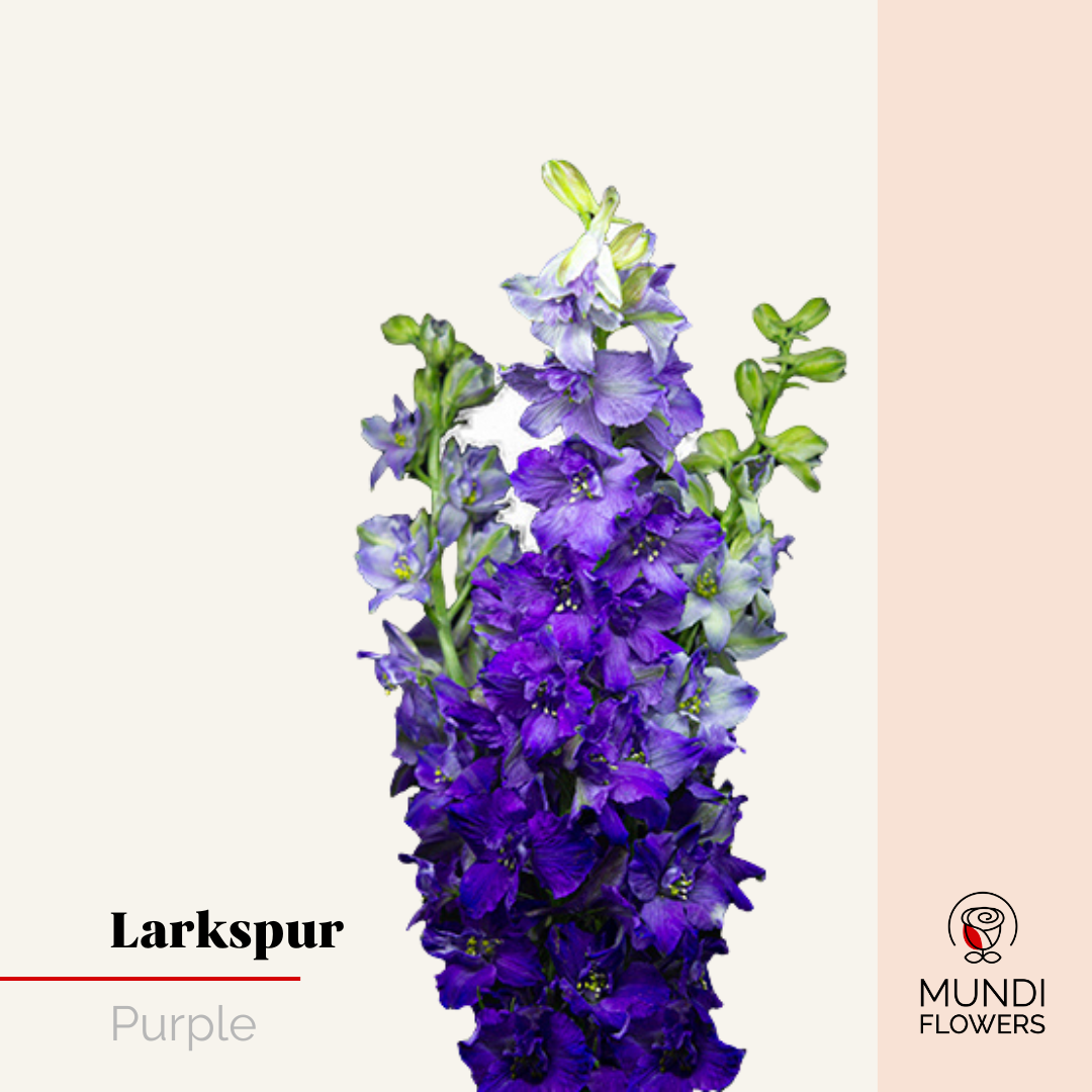 Larkspur