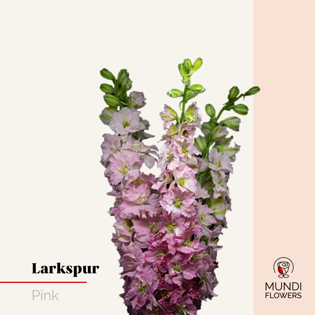 Larkspur