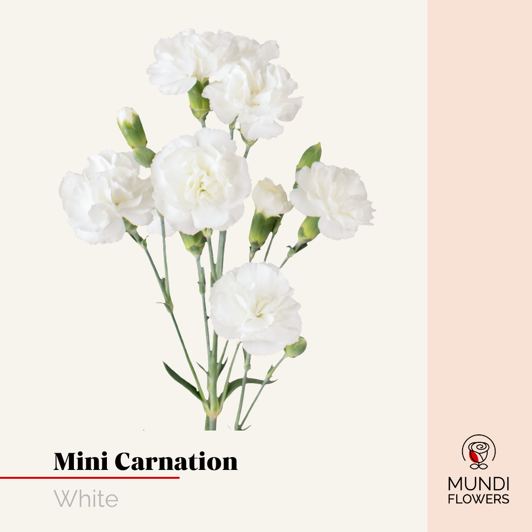 Minicarnations