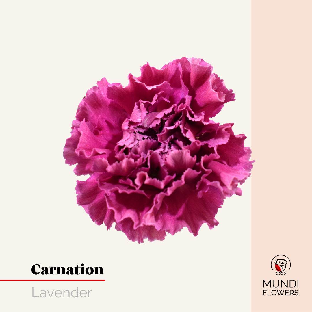 Carnations