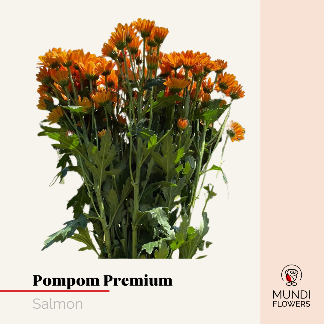 Pompom Premium