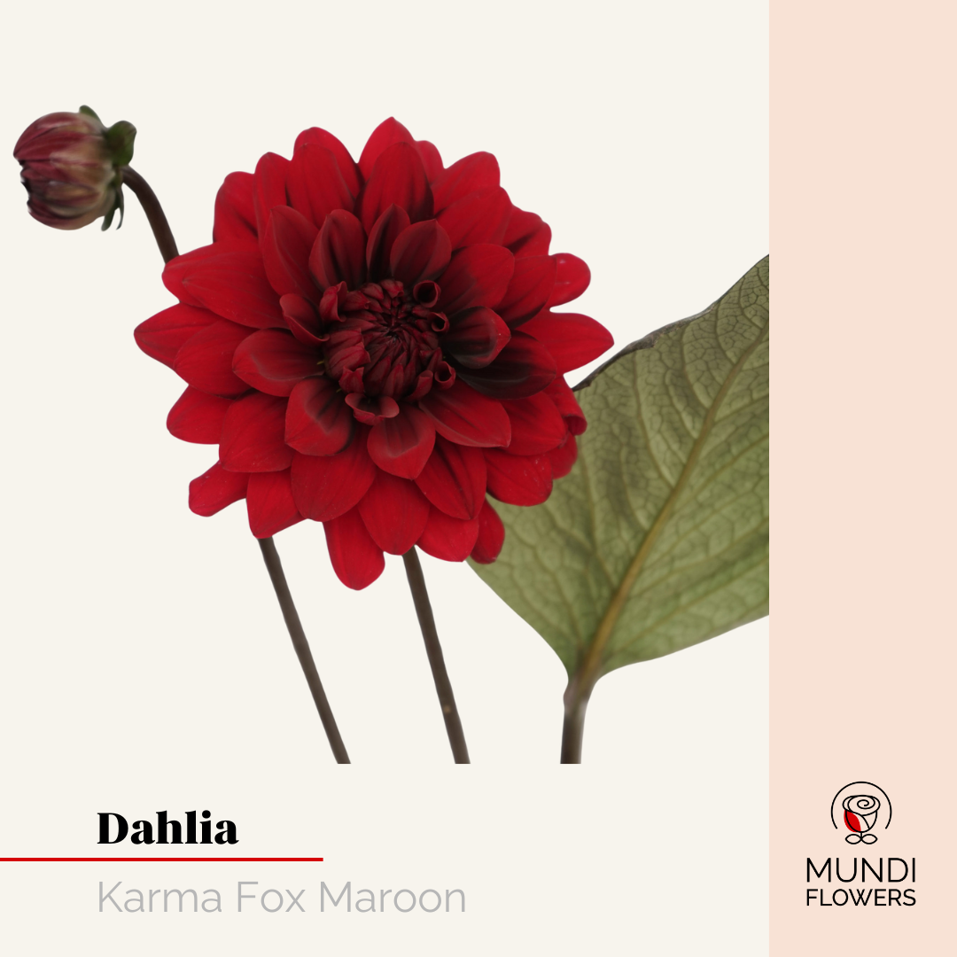 Dahlia